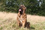 FILA BRASILEIRO 120